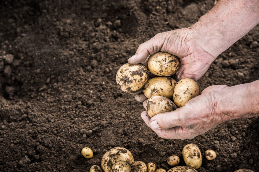 Potatoes in hand