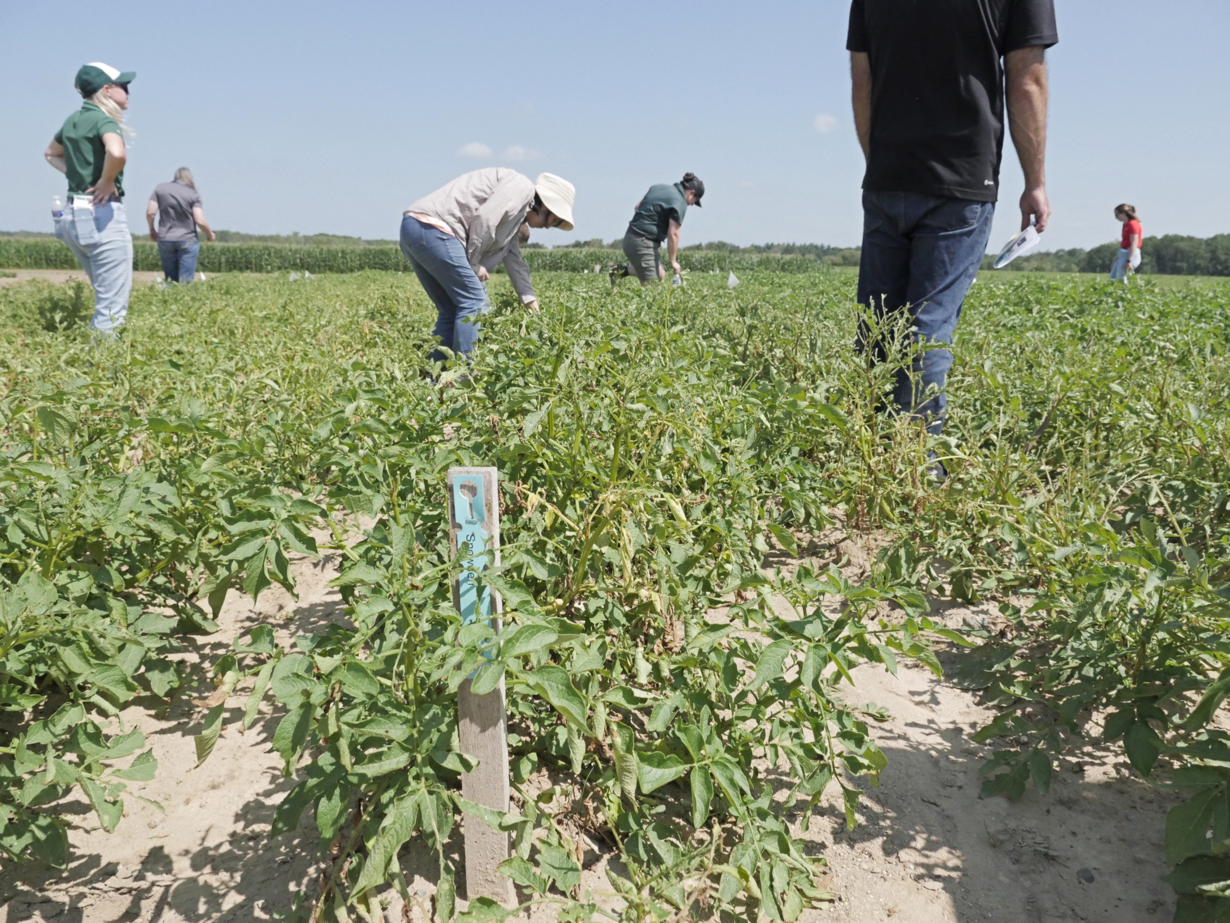 disease scouting