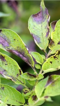 late blight vertical