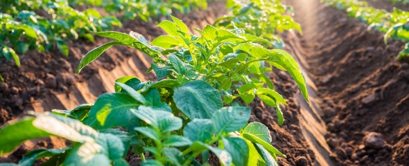 Potato Row