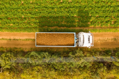 Truck hauling potatoes