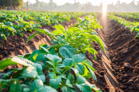 Potato Row